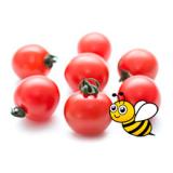 Tomate Cocktail Strauch (ab dem 06.04.2026)