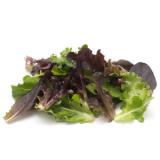 Babyleaf Salat