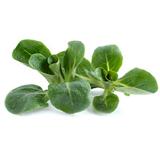 Feldsalat