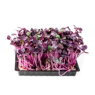 Sango-Rettich-Kresse