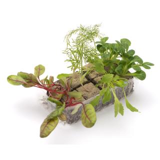 Hobbygärtner, Jungpflanzenpaket