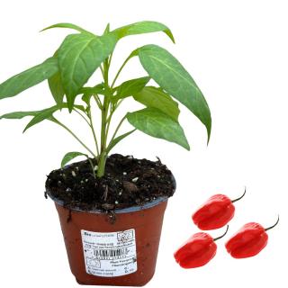 Habanero Chili, Jungpflanze
