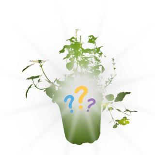 Überraschungspflanze zum Sonderpreis, Jungpflanze