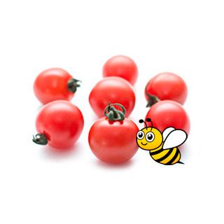Tomate Cocktail Strauch