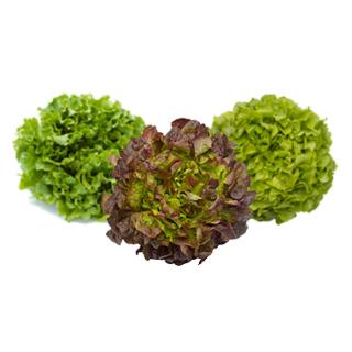 Salat der Woche Lollo Rossa / Batavia