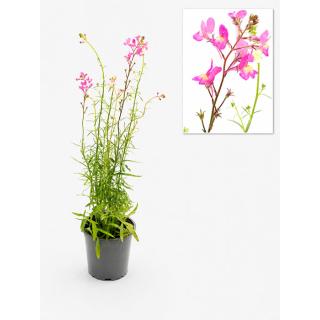 Marokkanisches Leinkraut, Blume