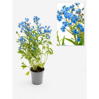 Chinesisches Vergissmeinicht, Blume