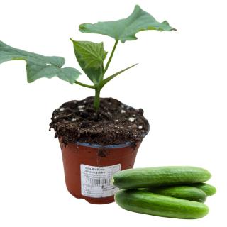 Balkon Snack-Gurke, Jungpflanze