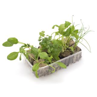 Balkonkräuter, Jungpflanzenpaket