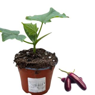Mini-Aubergine, Jungpflanze