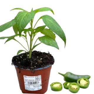 Jalapeno, Jungpflanze
