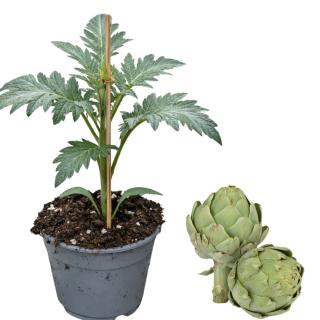 Artischocke, Jungpflanze