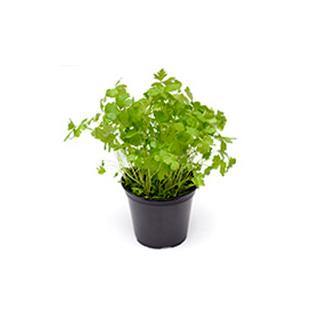 Petersilie glatt im Topf