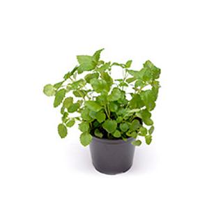 Zitronenmelisse im Topf