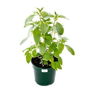 Basilikum Thai im Topf