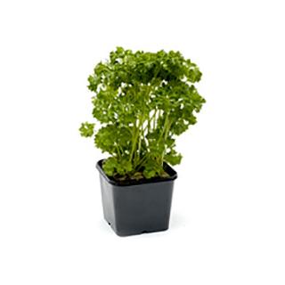Petersilie kraus im Topf