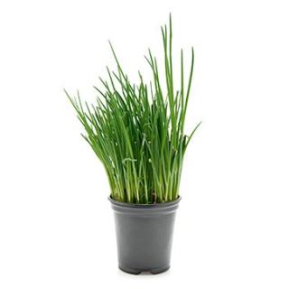 Schnittlauch im Topf