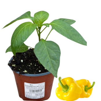 Paprika Snack gelb, Jungpflanze