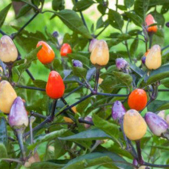 Chili Lila Luzi, Jungpflanze