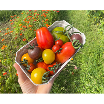 Tomaten Mix in der Schale (ca. 500g)