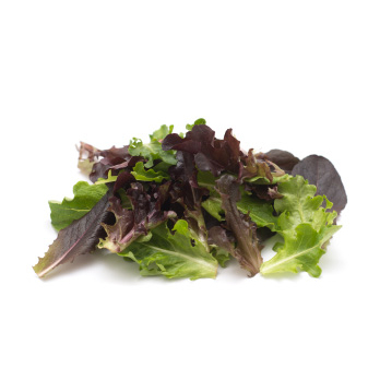 Frühlingsschnittsalat