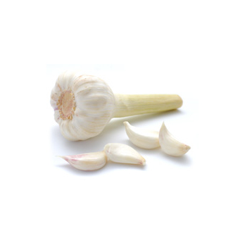 Knoblauch weiß frisch