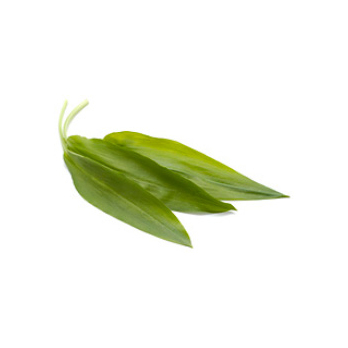 Bärlauch im 40g Bund