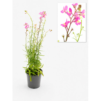 Marokkanisches Leinkraut, Blume