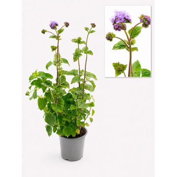 Leberbalsam, Blume