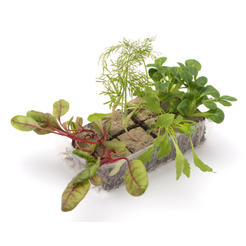 Balkonsalat, Jungpflanzenpaket