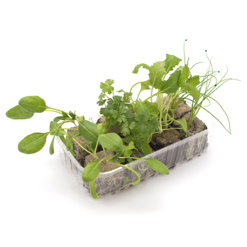Gartenkräuter, Jungpflanzenpaket
