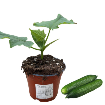 Frühstücksgurke, Jungpflanze