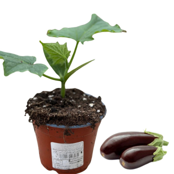 Aubergine, Jungpflanze