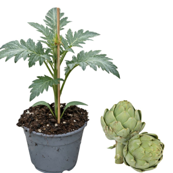 Artischocke, Jungpflanze