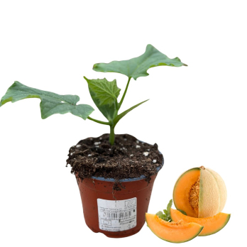 Honigmelone, Jungpflanze