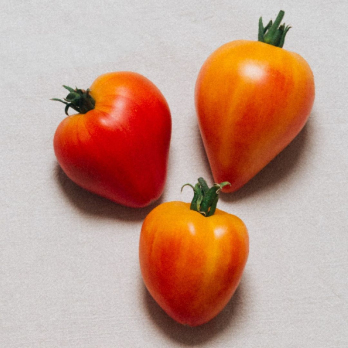 Tomate "Sonnenherz"