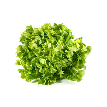 Endiviensalat