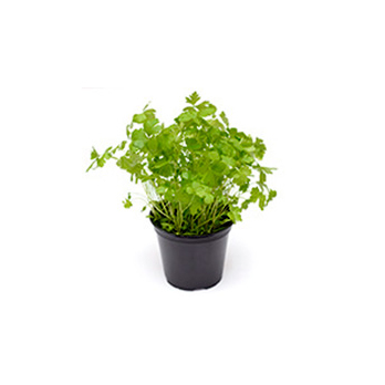 Petersilie glatt im Topf