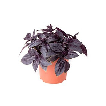 Basilikum rot im Topf