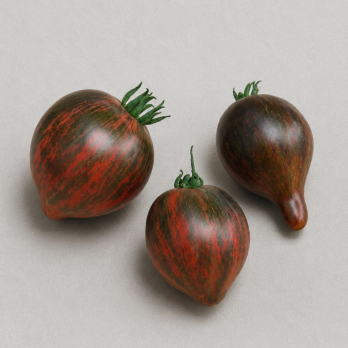 Tomate "Starfighter Rebell"