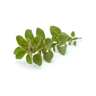 Oregano