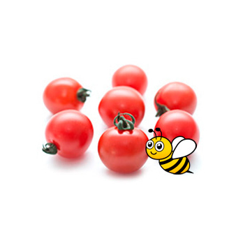 Tomate Cocktail Strauch