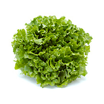 Batavia Salat grün