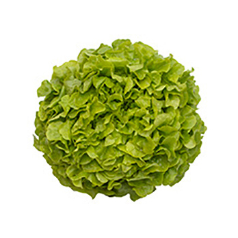 Eichblattsalat grün