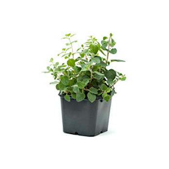 Oregano im Topf