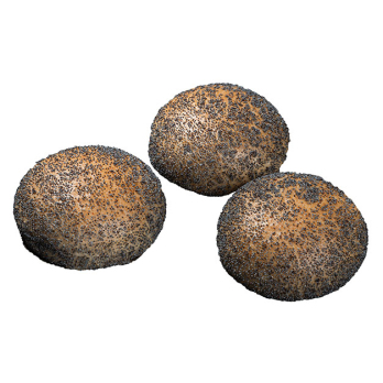 Mohnbrötchen 5 Stück zum Aufbacken
